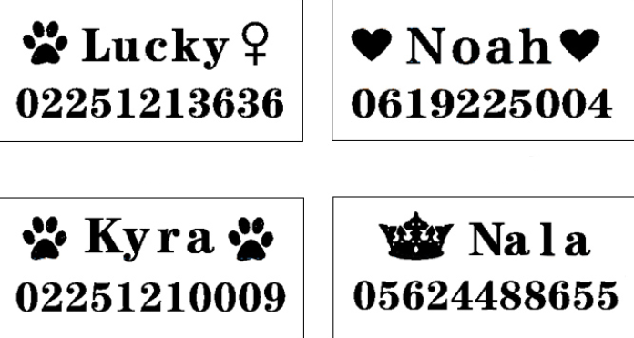 Custom dachshund collar engraving examples name phone number