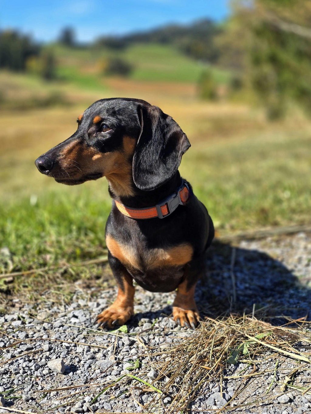 Dachshund wearing personalized collar outdoors reflective safe