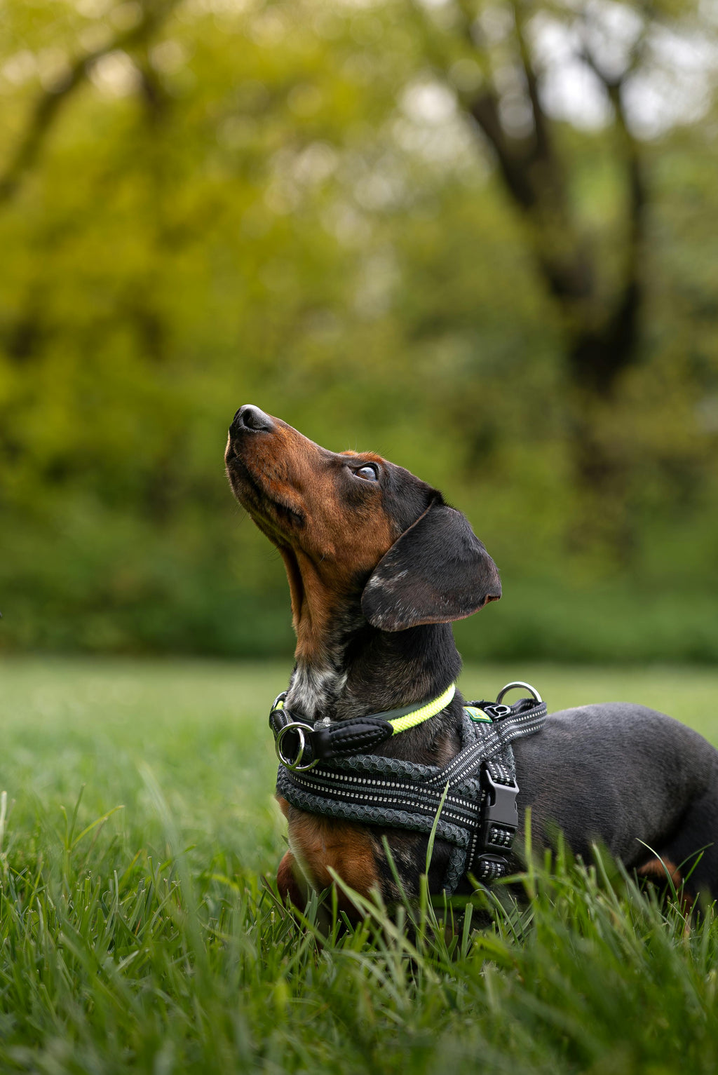 Personalized dachshund harness IVDD safe back support