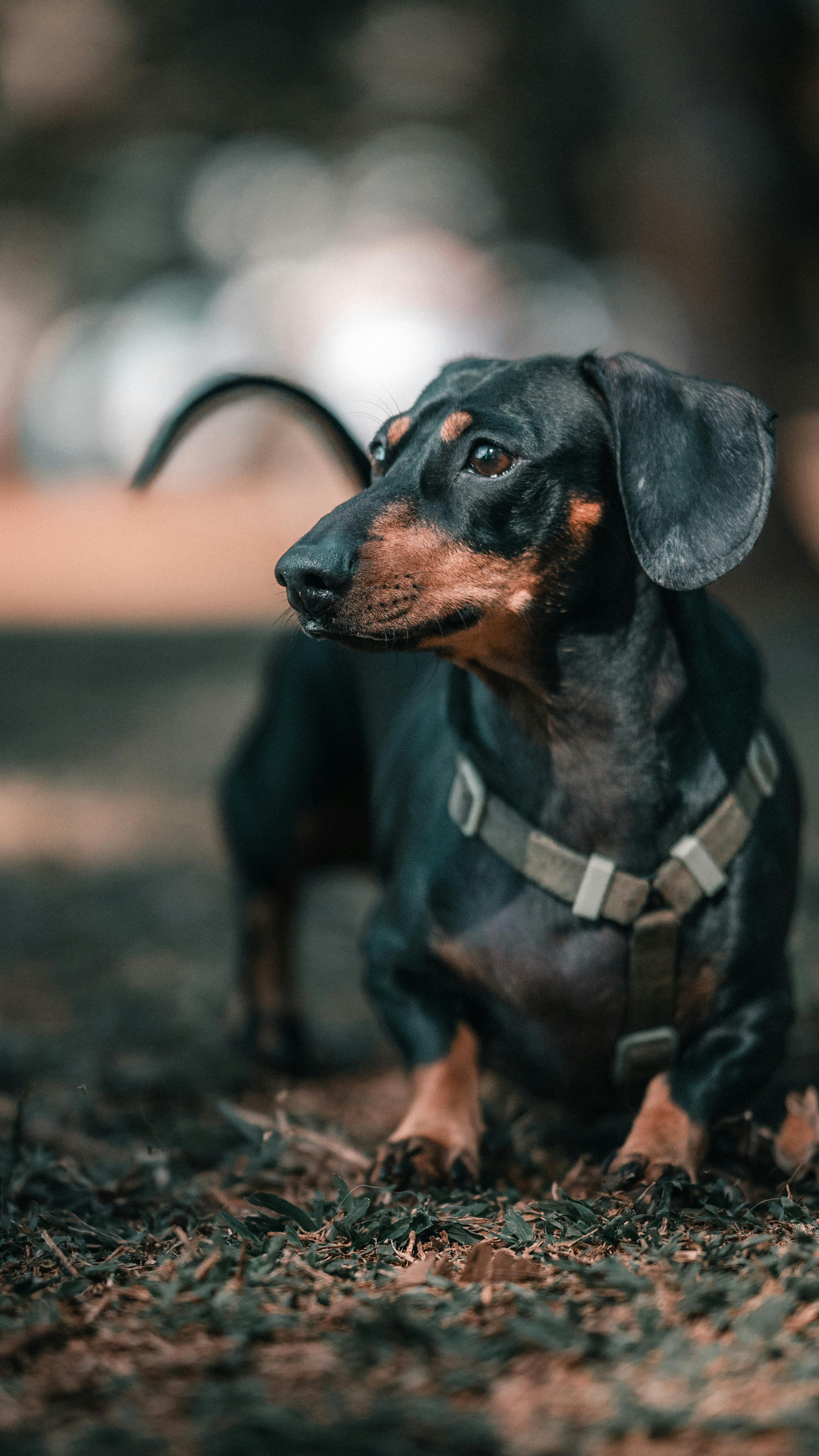 Dachshund wearing no pull harness spine support
