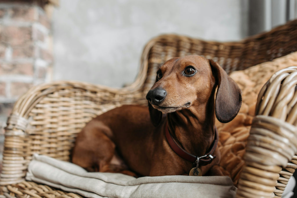 Anxious dachshund shaking scared without calming vest
