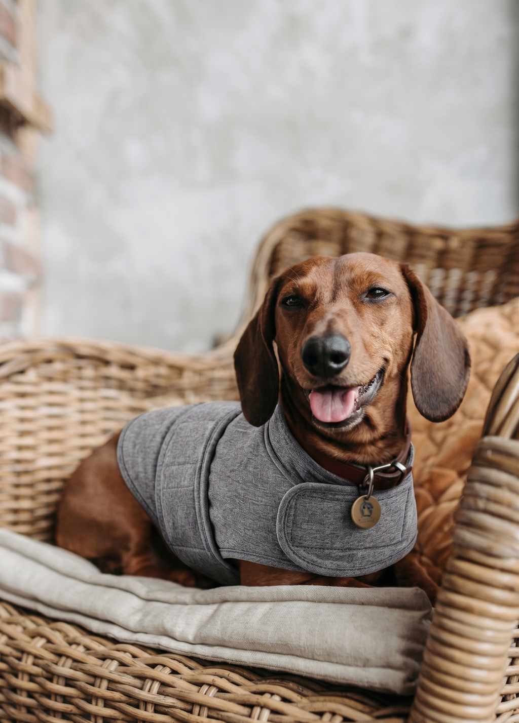 Happy calm dachshund wearing anxiety vest wiener dog